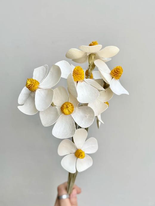 永生花紫罗兰1扎12支 商品图1