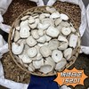白芷 常用规格 白芷圆片 香白芷 川白芷片 商品缩略图3