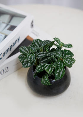 冷水花小盆栽