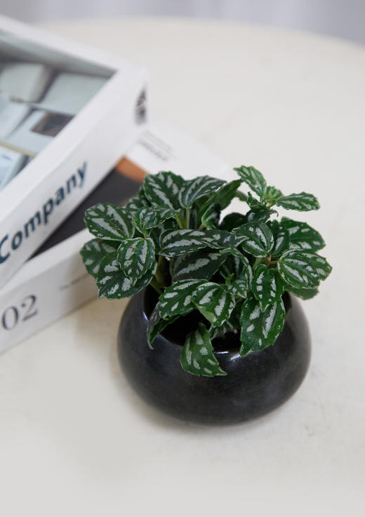 冷水花小盆栽 商品图0