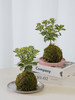 苔藓球高山菊 商品缩略图0