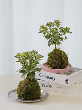 苔藓球高山菊