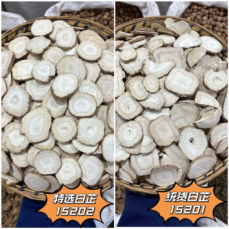 白芷 常用规格 白芷圆片 香白芷 川白芷片