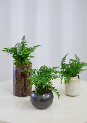 狼尾蕨小盆栽（玻璃瓶）