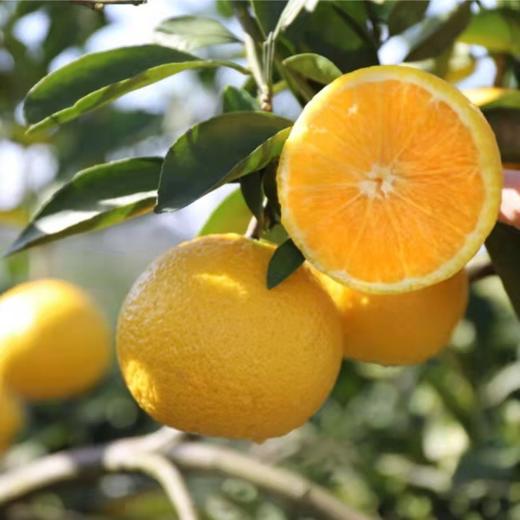 【甜橘柚】福建甜心橘柚桔柚应季新鲜水果清甜多汁礼盒装 商品图0