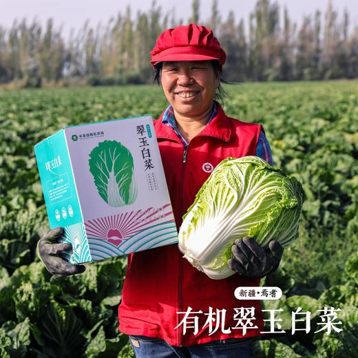 【分仓直发包邮】有机翠玉白菜8斤±200g礼盒装 （冻坏不售后）(一颗、两颗随机发，不接受指定) 商品图3