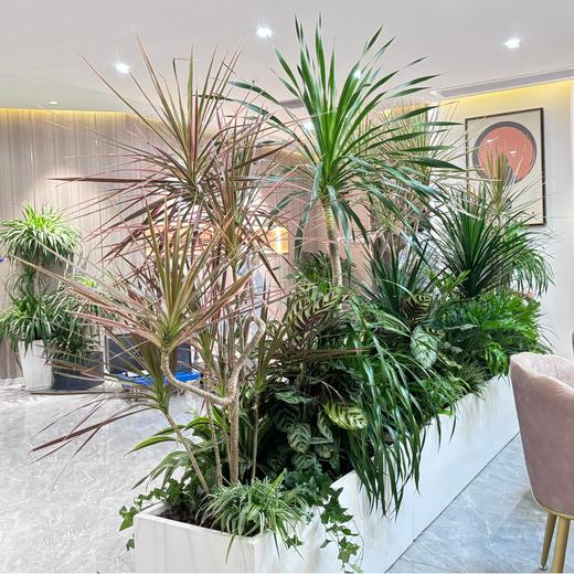 绿植造景布置 商品图0