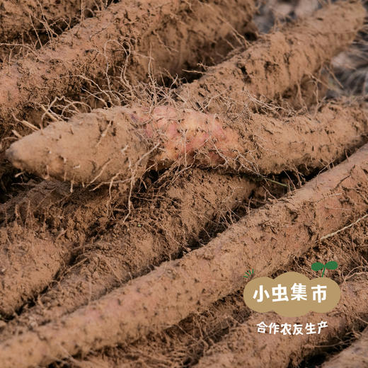 生态老品种怀山药 5斤装 | 合作农友生产，产自河南焦作，生产者：王红亮等人 *【公平贸易农人定价】 商品图1