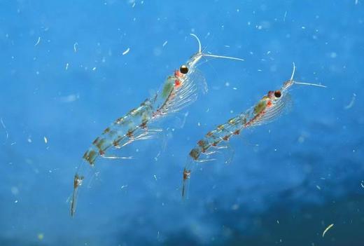 南极磷虾油60粒/瓶 商品图1