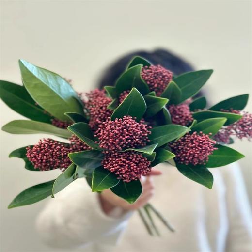 荷兰进口花材茵芋鲜切花一扎5支 商品图3