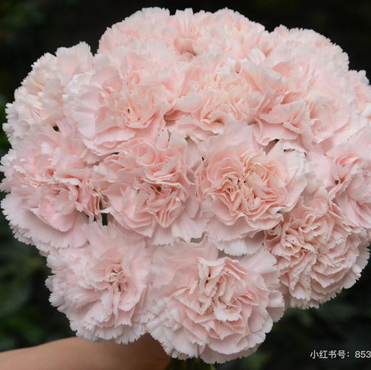 康乃馨.流光粉 商品图1