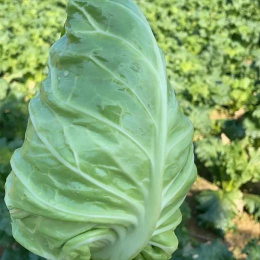 溧水生态蔬菜 仅配送河西海珀星晖小区 商品图9