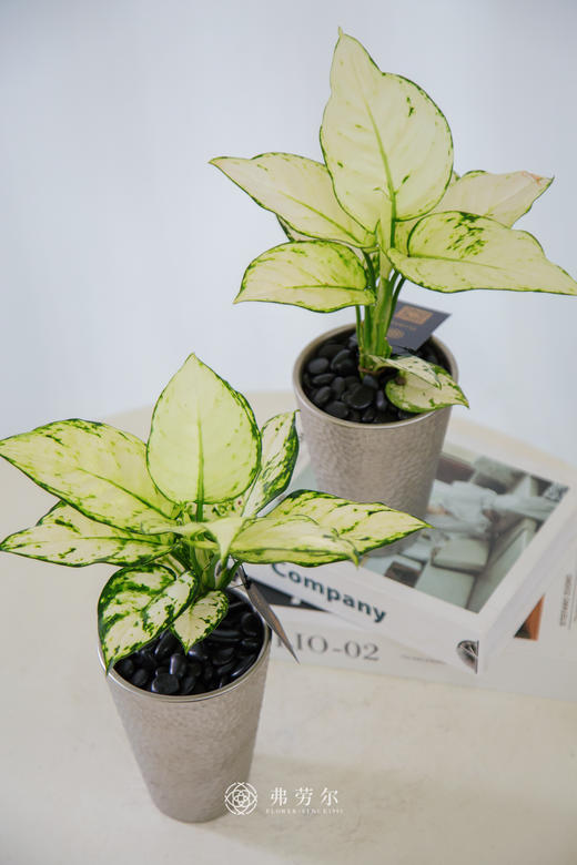 白如意盆栽 商品图0