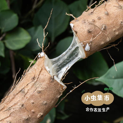 生态老品种怀山药 5斤装 | 合作农友生产，产自河南焦作，生产者：王红亮等人 *【公平贸易农人定价】 商品图2