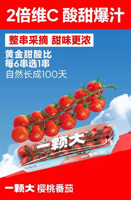 【会员25.5/斤】一颗大串收樱桃小番茄 商品图4