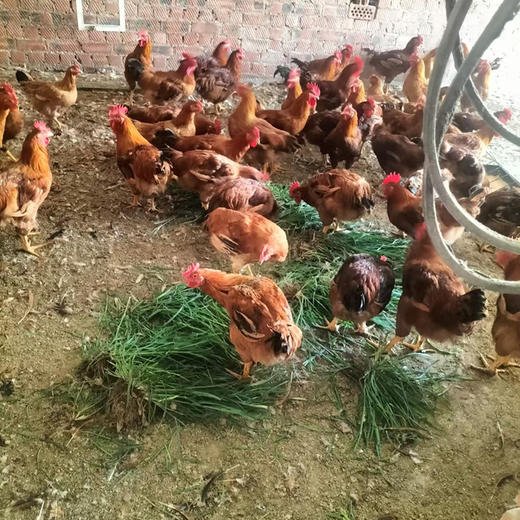 农村本地跑地鸡  纯粮食青草喂养  现订现杀  礼盒装6斤以上（1只） 商品图0