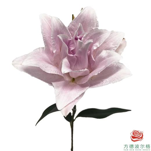 百合-莎拉 5枝/扎 商品图0