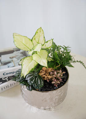 电镀银盆组合盆栽