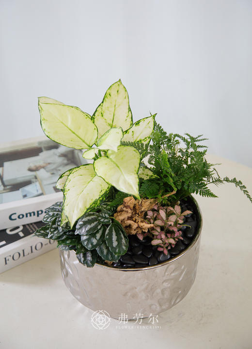 电镀银盆组合盆栽 商品图0