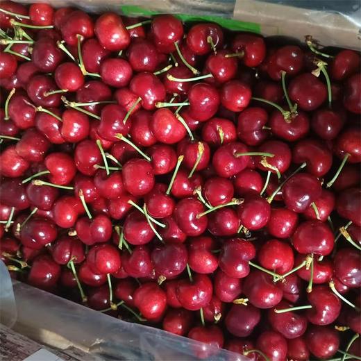 顺丰/京东直达【深度美味！大连国产车厘子】优选精品美早樱桃，当季应季水果，营养美味又健康，老人/孕妇/水果，新鲜水果大樱桃非智利进口 商品图2