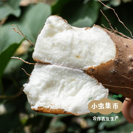 生态老品种怀山药 5斤装 | 合作农友生产，产自河南焦作，生产者：王红亮等人 *【公平贸易农人定价】 商品图8