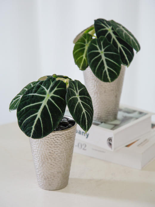 黑天鹅 商品图0