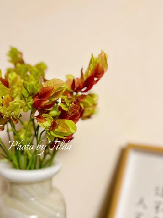 同城甄选小众花材虾依花鲜切花家庭用花插花全国速递1扎 商品图2