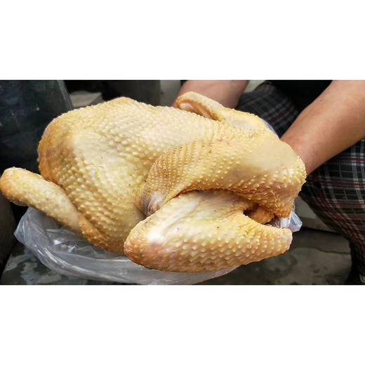 农村本地跑地鸡  纯粮食青草喂养  现订现杀  礼盒装6斤以上（1只） 商品图2