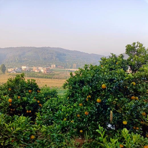 【安琪之家】5斤装 010脐橙【崀山脐橙】脐橙之乡 源头直发 010可持续农法种植 不催熟不打蜡 黄金酸甜比 无核化渣 清甜多汁 商品图4