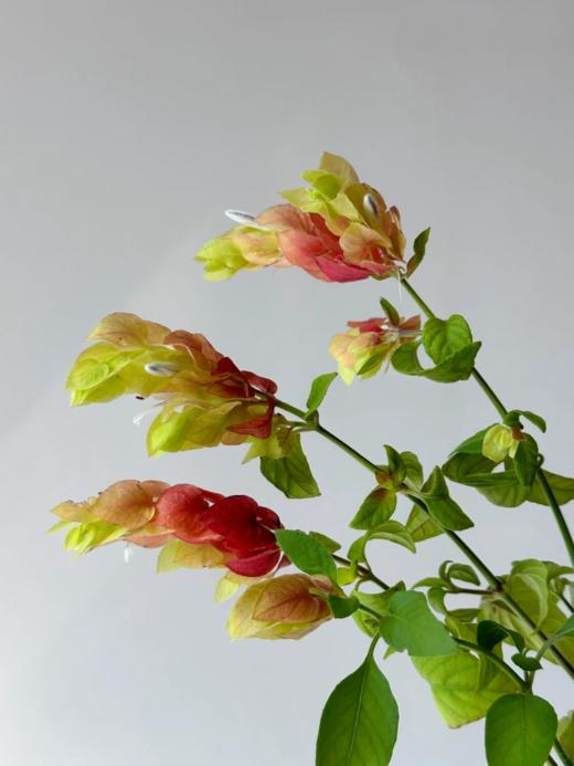 同城甄选小众花材虾依花鲜切花家庭用花插花全国速递1扎 商品图5