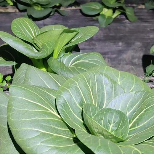 【开化农场的青菜】果之澜自己种的青菜，不用化肥，没有农药，没有特色只有味道和健康的健康蔬菜！5.5斤左右/箱，江浙沪顺丰包邮~ 商品图2