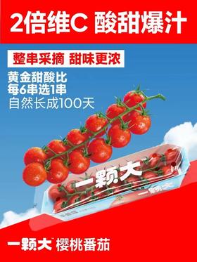 【会员25.5/斤】一颗大串收樱桃小番茄