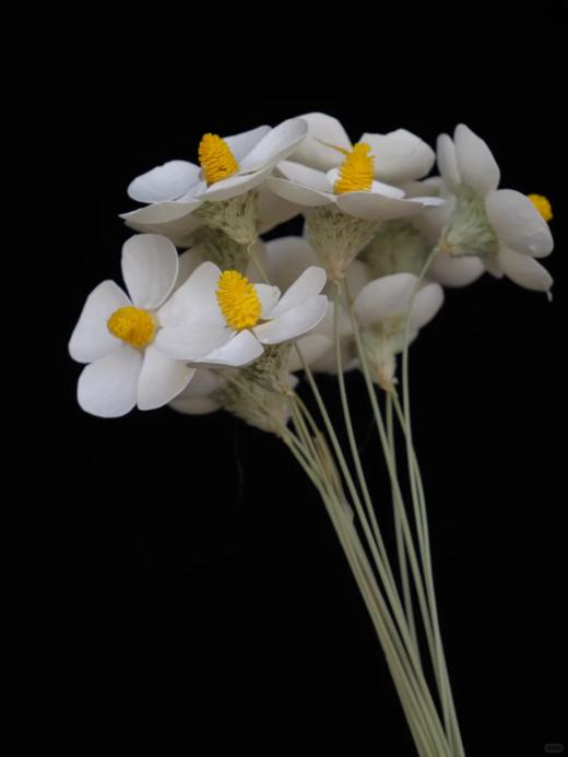 永生花紫罗兰1扎12支 商品图6