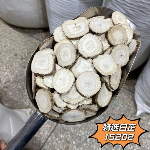 白芷 常用规格 白芷圆片 香白芷 川白芷片 商品图2