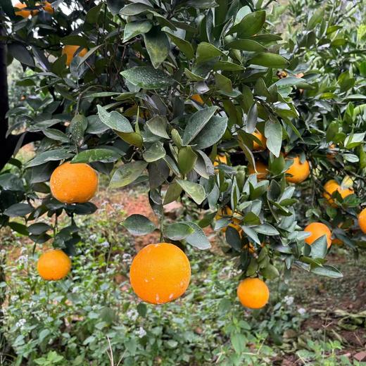 【安琪之家】5斤装 010脐橙【崀山脐橙】脐橙之乡 源头直发 010可持续农法种植 不催熟不打蜡 黄金酸甜比 无核化渣 清甜多汁 商品图6