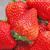 【顺丰直达！山东隋珠香野草莓】来自大自然的美味，颗颗人工甄选，个大饱满，无农药残留，营养健康又放心，当季新鲜老人/小孩/孕妇均可食用，新鲜水果非丹东奶油草莓L 商品缩略图2