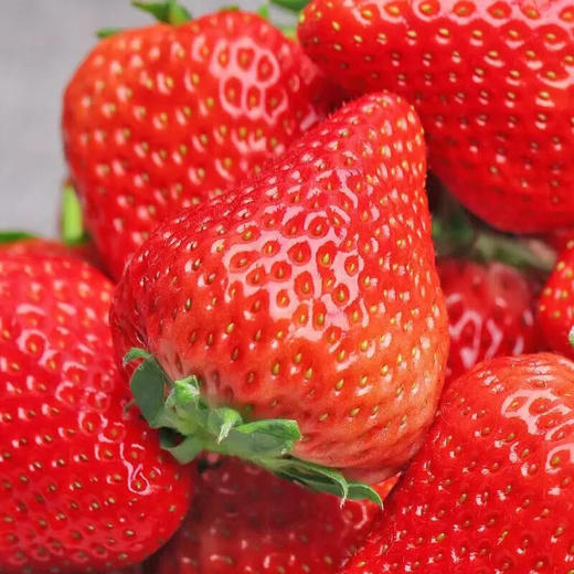 【顺丰直达！山东隋珠香野草莓】来自大自然的美味，颗颗人工甄选，个大饱满，无农药残留，营养健康又放心，当季新鲜老人/小孩/孕妇均可食用，新鲜水果非丹东奶油草莓L 商品图2