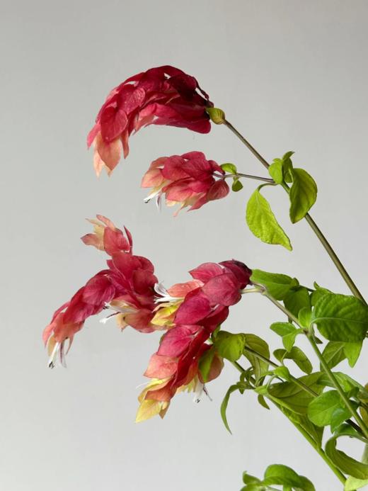 同城甄选小众花材虾依花鲜切花家庭用花插花全国速递1扎 商品图3