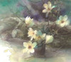 永山裕子《白木莲》原作 商品缩略图0