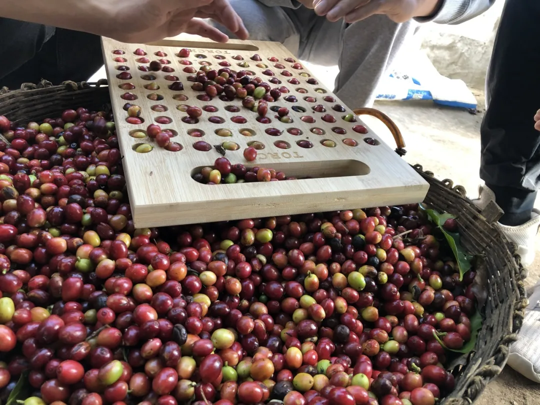 云南普洱.咖啡产地游学之旅