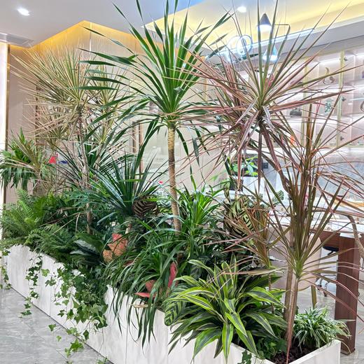 绿植造景布置 商品图2