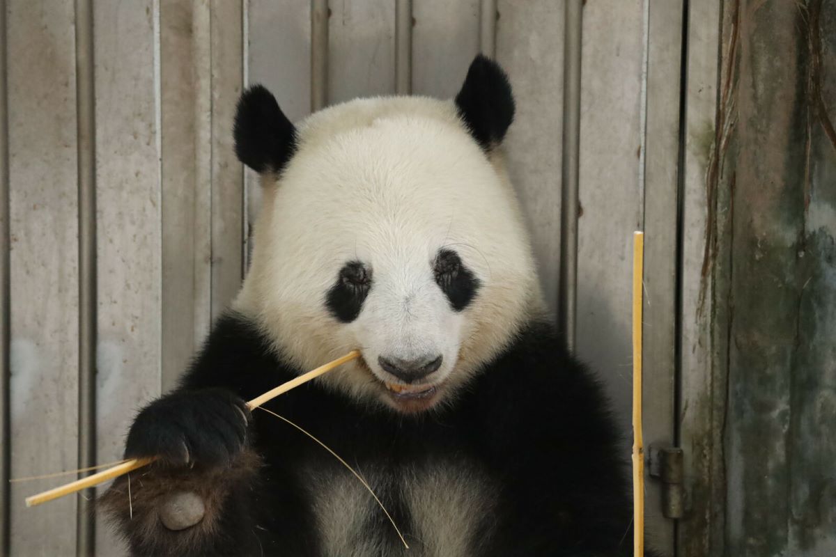 11.24公益活动包团| 我的野生动物朋友之《熊猫求生记》