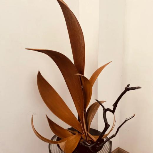 同城甄选小众可可叶干花叶材婚礼用花家庭插花家居软装摆件装饰品 商品图4