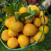 【甜橘柚】福建甜心橘柚桔柚应季新鲜水果清甜多汁礼盒装 商品缩略图3