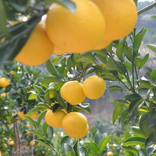 【甜橘柚】福建甜心橘柚桔柚应季新鲜水果清甜多汁礼盒装 商品图1