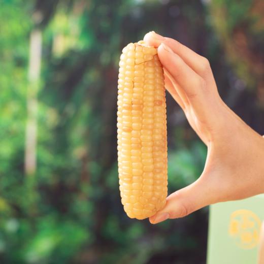 和菜头 玉巴掌 西双版纳软糯玉米 每箱2公斤 商品图3