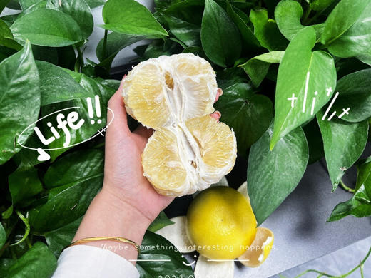 🌞【下单就送榨汁器】福建黄金葡萄柚！🔥树上熟黄金葡萄柚‼️柚子中的果冻橙❗️口感清甜，惊艳味蕾💗 还送榨汁器💥 果冻般细腻爽滑❗️特别适合直接榨汁喝🍹 商品图3