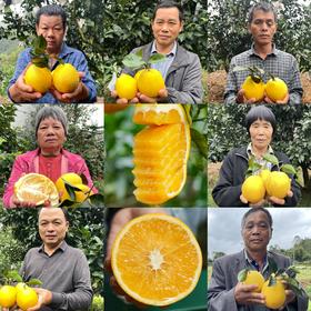 平和高山冰糖脐橙【紧急助农，冬天了，希望果农们能过个暖冬】