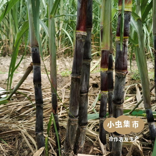 福建有机紫皮甘蔗 4.5斤/8斤 | 合作农友生产，产自福建南平，生产者：江禄 *【公平贸易农人定价】 商品图10