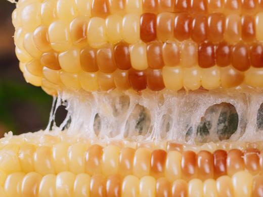 菜头商城 傣家甜糯小玉米 （花糯玉米、拇指玉米两款可选，每袋800克） 商品图1